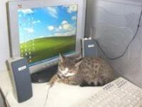 2070 Tipp69 Katze vorm Monitor